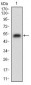 CSF1R Antibody